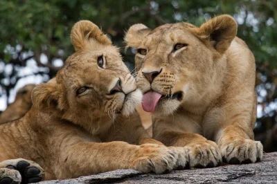 Meet rescued elephants, feed giraffes, and spot lions just outside nairobi on this day trip with hotel pickup and a local guide—wildlife and city in one.