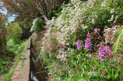 Scopri le fresche cascate delle 25 fontes a rabaçal, cammina lungo antiche levadas e attraversa un tunnel di 800 m con guida locale. include trasferimenti, ingressi e veicolo climatizzato.