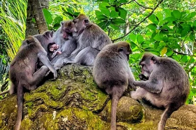 Siente la esencia de ubud: camina entre monos, recorre campos de arroz y descubre templos balineses. incluye chofer privado, recogida, agua embotellada y todas las tarifas.
