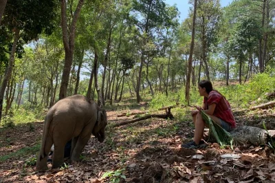Step into chiang mai’s jungle for a full-day elephant sanctuary tour with local hosts, hands-on care, and thai lunch—includes hotel pickup and english or japanese guide.
