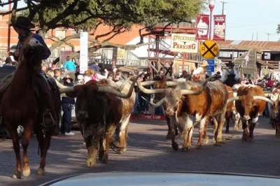 Découvrez l’histoire de cowboys à fort worth depuis dallas avec un guide local, assistez au défilé quotidien de bétail, explorez les stockyards et profitez d’une pause déjeuner libre.