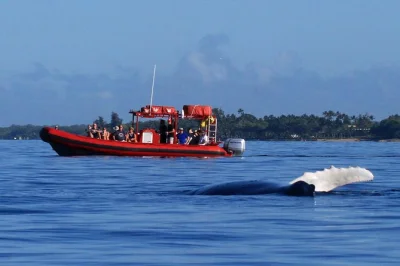 Hear humpback whale songs, spot maui’s giants up close from a small raft, and learn from a marine naturalist. includes hydrophone listening and limited group size.