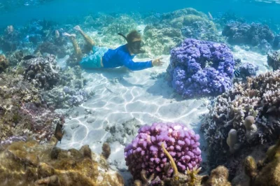 Swim through tahaa’s coral garden from raiatea, with boat transfer, snorkeling gear on request, and a small group. includes pickup—ideal for cruise stopovers.