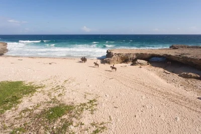 Scopri la costa selvaggia di aruba a cavallo, raggiungi wariruri beach e il mini ponte naturale con acqua, caschi e tutte le spese incluse per una giornata senza pensieri.