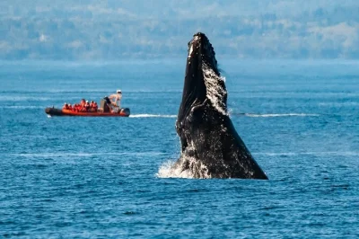 Découvrez victoria et ses montagnes enneigées lors d’une sortie zodiac en petit groupe. observez baleines, lions de mer et aigles avec un guide local. Équipement inclus, départs quotidiens.