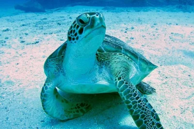 Sail sint maarten’s coastline on a catamaran, snorkel the french nature reserve, and enjoy lunch onboard. small group tour with open bar and local crew.