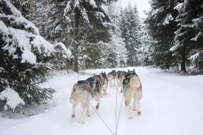 Feel the rush of a husky dog sled ride near riga, then warm up with hot drinks and snacks. includes hotel pickup, private guide, and a snowy forest walk.