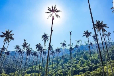Explore cocora valley’s wax palms, taste salento’s food, and visit a working coffee farm. private transport, lunch, and entry included. book your spot now!