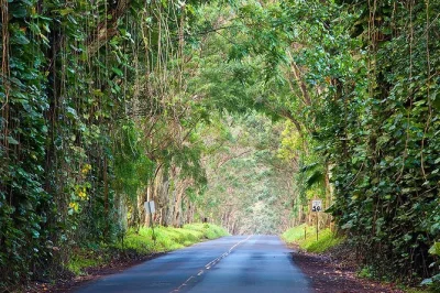 Feel the power of kauai’s waimea canyon, stroll hanapepe’s swinging bridge, taste fresh coffee at kauai coffee company. small group, pickup included.