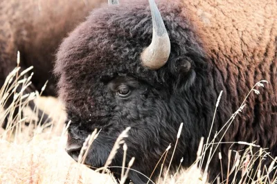 Erlebe die salzpfannen, beobachte wilde bisons und lausche spannenden geschichten eines ehemaligen safari-guides auf antelope island. kleine gruppe, eintritt inklusive.