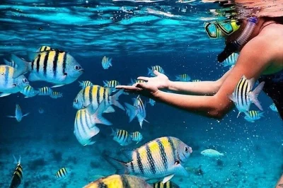 Explorez les récifs coralliens de key largo en bateau privé avec guide pro et tout le matériel inclus. pause sur banc de sable, boissons fraîches et ambiance intimiste garanties.