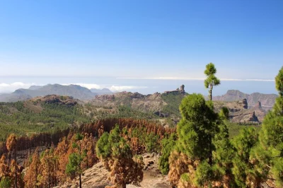 Gran canaria, pico de las nieves, randonnée guidée, sentiers parfumés de pins, vues sur roque nublo et teide, déjeuner inclus, prise en charge.