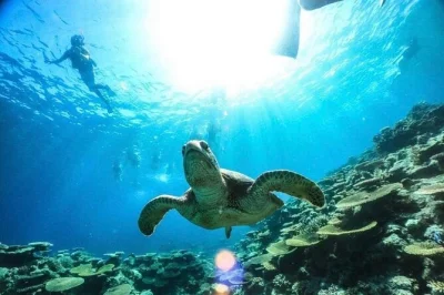 Scopri le sabbie coralline di isola barasu, fai snorkeling tra le barriere di iriomote con una guida esperta e ricevi foto gratuite. pickup da porto uehara o hotel incluso.