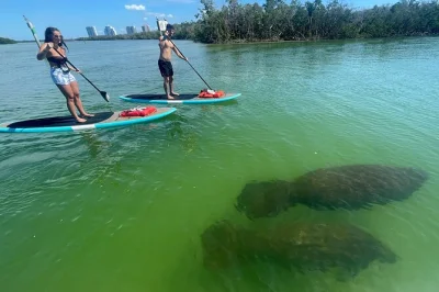 Feel florida’s wild side up close on a naples dolphin & manatee paddle tour—spot sea turtles, birds, and more with a local guide. kayaks or boards included.