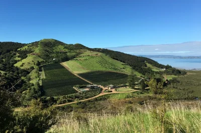 Private waiheke bush walk with vineyard visits, wine tastings, and sea views. explore lush trails, local wines, and top vineyards on a guided small group tour.