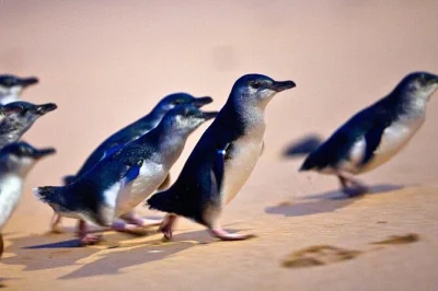 Disfruta del desfile de pingüinos en phillip island, conoce koalas en moonlit sanctuary y recorre playas salvajes, con recogida en hotel y guía local incluidos.