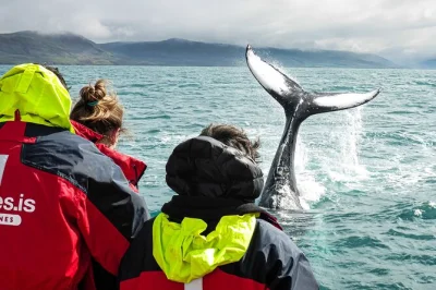 Eyjafjordur, akureyri: tour whale watching da hauganes con balene megattere, delfini e uccelli marini. goditi caffè caldo e racconti dal vivo del capitano locale.
