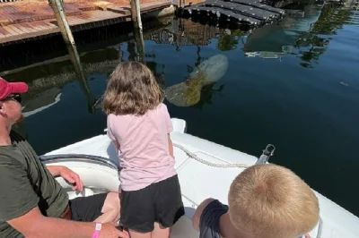 Florida keys, observation des dauphins et lamantins, découverte de l’écosystème local lors d’une balade en petit groupe en bateau éco. bouteille d’eau et gobelets en papier inclus.