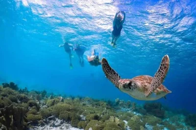 Inizia la tua giornata a kauai con uno snorkeling guidato a poipu, esplorando le barriere coralline e avvistando le tartarughe marine. gruppi piccoli, attrezzatura inclusa, snack e guida certificata.