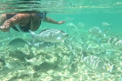 Découvrez waikiki en snorkeling en petit groupe, avec tout le matériel fourni, photos et vidéos gratuites. accessible à pied depuis la plupart des hôtels, guidé par un local.
