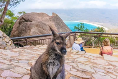 Start with a bakery breakfast near hobart, hike to wineglass bay lookout, enjoy seafood and wine at devil’s corner, and stroll historic richmond. includes pickup.