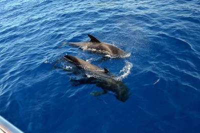 Hear whales underwater, spot dolphins up close, and swim at masca bay on this eco catamaran trip from tenerife. includes lunch, drinks, and local guide.