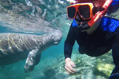 Nagez avec les lamantins dans les eaux limpides de crystal river, accompagnés par des locaux et immortalisez l’instant grâce à un photographe dans l’eau. Équipement, eau en bouteille et balade