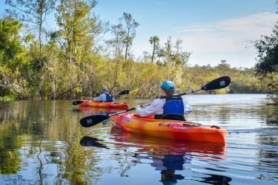 Découvrez big cypress en kayak à travers les tunnels de mangroves des everglades, observez alligators et oiseaux rares, avec transport privé et encas inclus.