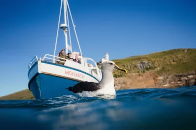 Feel the sea breeze on an otago peninsula wildlife cruise, spot royal albatross, fur seals & rare seabirds with a local crew. includes jackets, binoculars & live commentary.