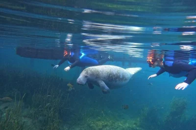 Nagez avec des lamantins sauvages à crystal river, floride, lors d’une sortie en petit groupe. Équipement de snorkeling, combinaisons et photos offertes. activité familiale avec guides locaux.