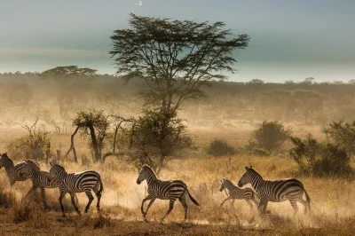 Follow the serengeti wildebeest migration, camp in ngorongoro crater, and explore lake manyara on this 6-day tanzania safari with local guides and all meals included.