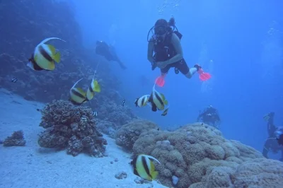 Explore o mar vermelho em hurghada com dois mergulhos para iniciantes, transporte do hotel e almoço a bordo. sem experiência necessária, só diversão e descobertas.