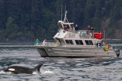 Hear whale blows echo across the san juans on a small group anacortes tour. fast boats, guaranteed whales, and local guides—no ferry or hassle needed.