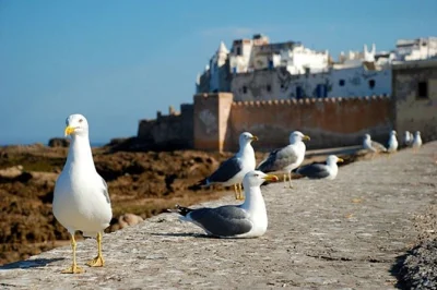 Découvrez essaouira et sa brise marine, flânez dans la médina, visitez une coopérative d’argan tenue par des femmes berbères et savourez des fruits de mer—avec prise en charge et guide local.