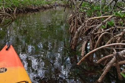 Erkunde mit dem kajak die mangroven zwischen stock island und key west, entdecke klares wasser und spannende tierwelt. inklusive ausrüstung, karte und flexiblen startzeiten.