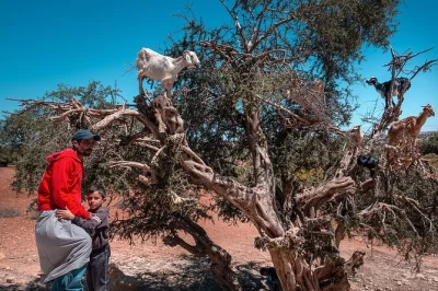 Découvrez essaouira et son air marin, observez les chèvres perchées dans les arganiers, visitez une coopérative féminine et savourez un déjeuner de fruits de mer. transfert, guide et wifi inclus
