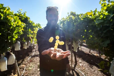 Let a local guide drive you from alicante to a family-run winery in vinalopó. walk the vines, taste 4 regional wines, and enjoy snacks with pickup included.