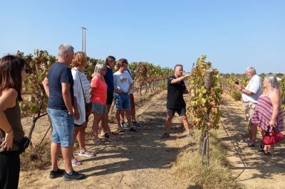 Disfruta un tour desde albufeira o vilamoura a una bodega local con cata relajada, tapas de quesos y embutidos, y paseo entre viñedos. incluye recogida.