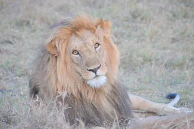 Wake up early for a nairobi safari, spot lions and rhinos with city views, and enjoy hotel pickup. real wildlife moments just minutes from downtown nairobi.