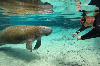 Swim with manatees in crystal river, florida on a small group tour. includes all snorkeling equipment, free underwater photos, and hot chocolate on chilly days.