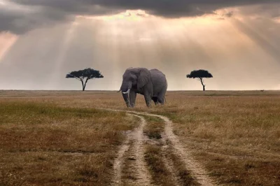 Maasai mara, safari 2 jours au départ de nairobi : safaris photo, faune sauvage, lodge confortable. idéal pour un court séjour inoubliable.