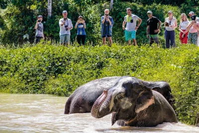 Feel the calm of phuket elephant sanctuary as rescued elephants roam free. watch, learn, and share a vegetarian lunch—all with transfers and a local guide included.