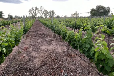 Descubre los viñedos de mendoza, disfruta de catas de vinos locales y prueba aceite de oliva en un tour de medio día con guía y traslado incluido.