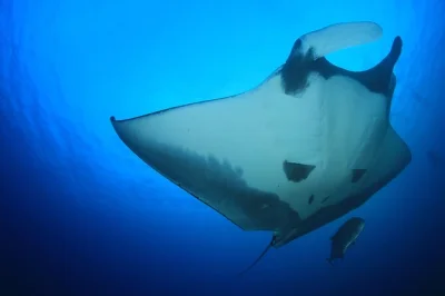 Erlebe das schnorcheln mit mantarochen bei nacht in kailua kona. kleine gruppen, komplette ausrüstung, neoprenanzug, getränke und erfahrener guide. kurze bootsfahrt ab keahou harbor.
