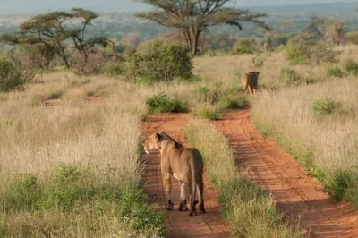 Feel the wild side of nairobi with a morning safari, baby elephants at sheldrick, giraffe feeding, and hotel pickup—nature and city all in one day.