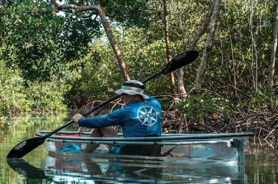 Découvrez les mangroves de fort pierce en kayak transparent, observez dauphins et lamantins, et pagayez sous les tunnels ombragés avec un guide local. matériel inclus et horaires flexibles.