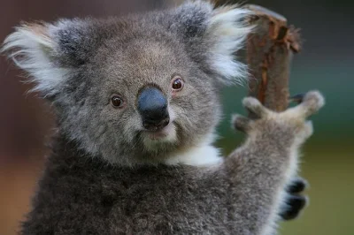 Descubre koalas en healesville sanctuary, degusta vinos del valle de yarra y disfruta de un almuerzo en viñedos con guía local y recogida desde melbourne. grupo reducido.