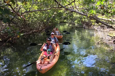 Upper keys, mangroves, kayak guidé : pagayez dans des eaux claires, repérez lamantins et dauphins avec un guide local. tout l’équipement et conseils inclus.