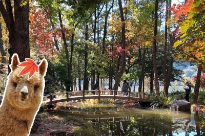 Feel the calm of nami island, meet alpacas in the forest, and stroll korea’s garden of morning calm on a day trip from seoul with entry tickets and transfers included.