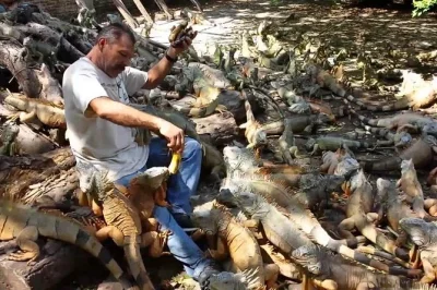 Scopri le baie di manzanillo, la spiaggia di miramar e il santuario iguanario in un tour guidato di 4 ore. artigianato locale, fauna e viste sull’oceano ti aspettano.